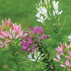 Queen Mixed Colors Cleome