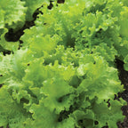 Black Seeded Simpson Lettuce