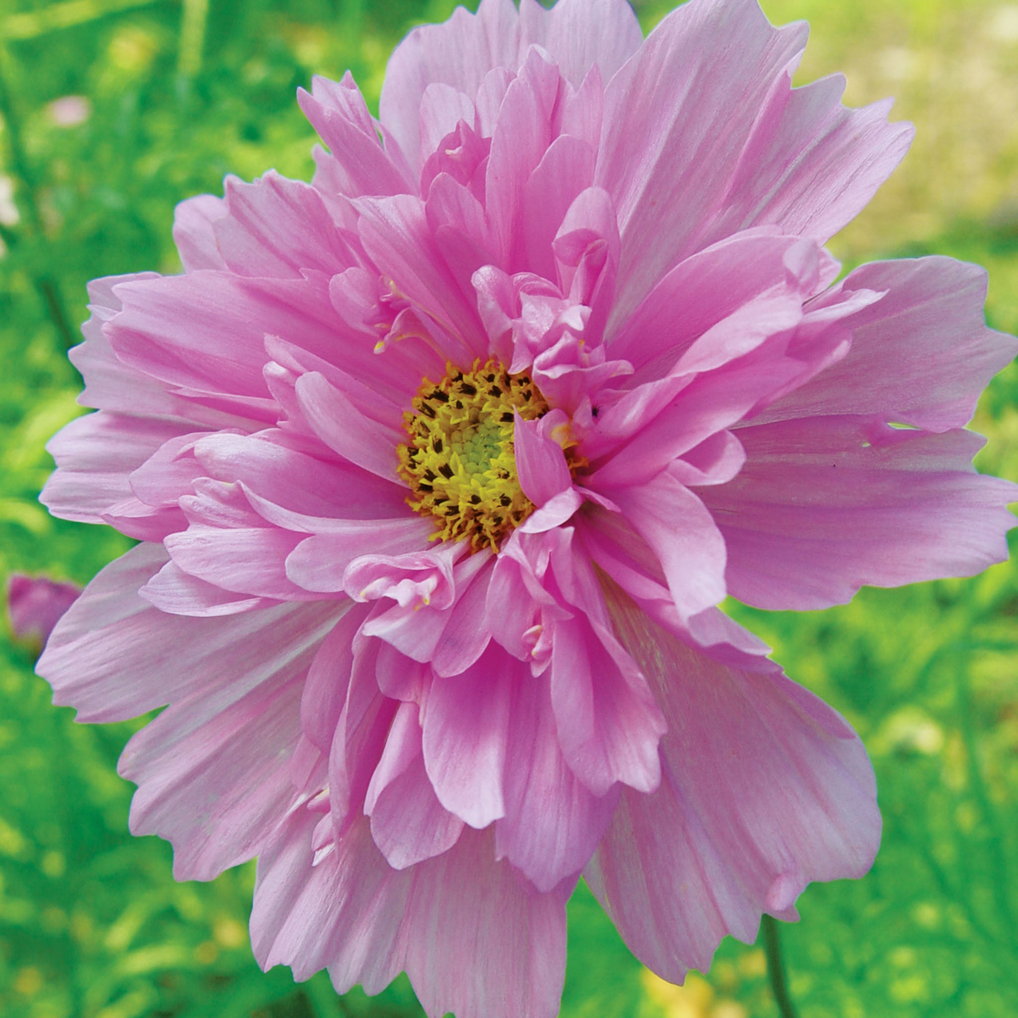 Double Click Bicolor Pink Cosmos