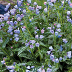 Twinkle Toes Pulmonaria