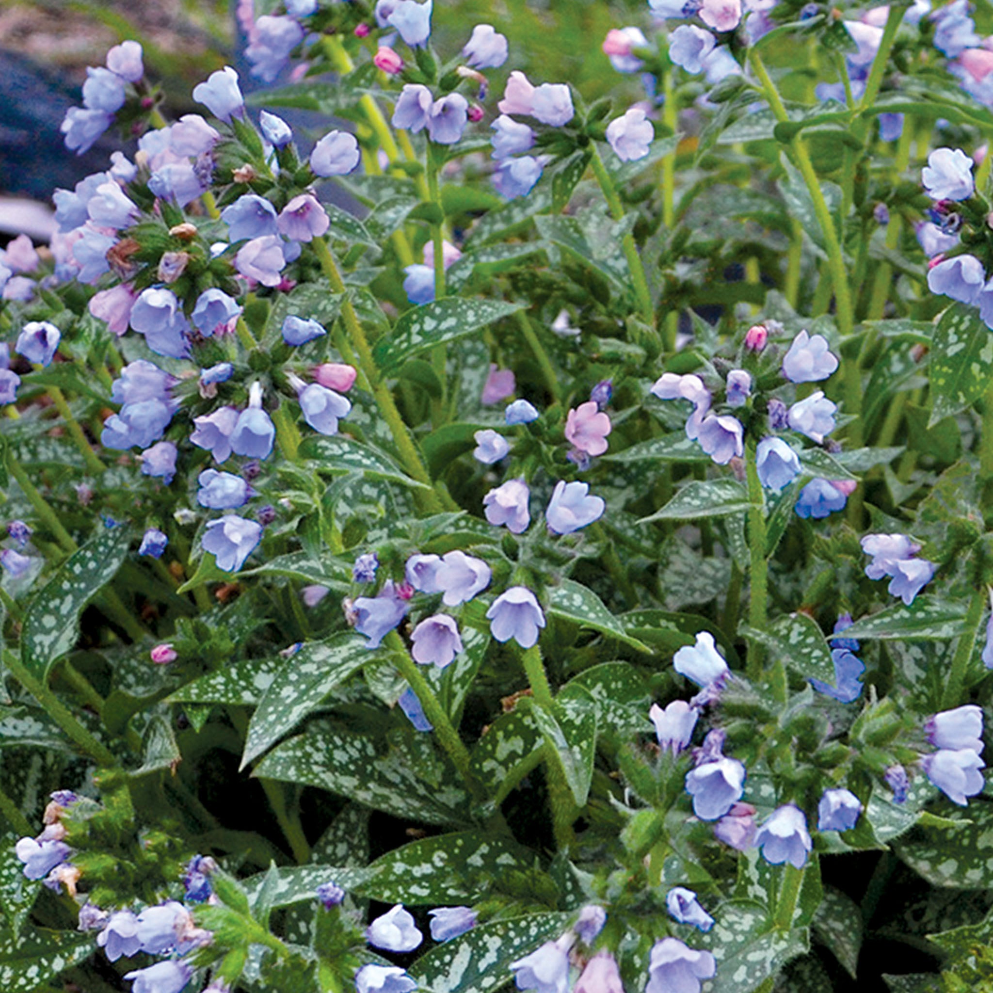 Twinkle Toes Pulmonaria