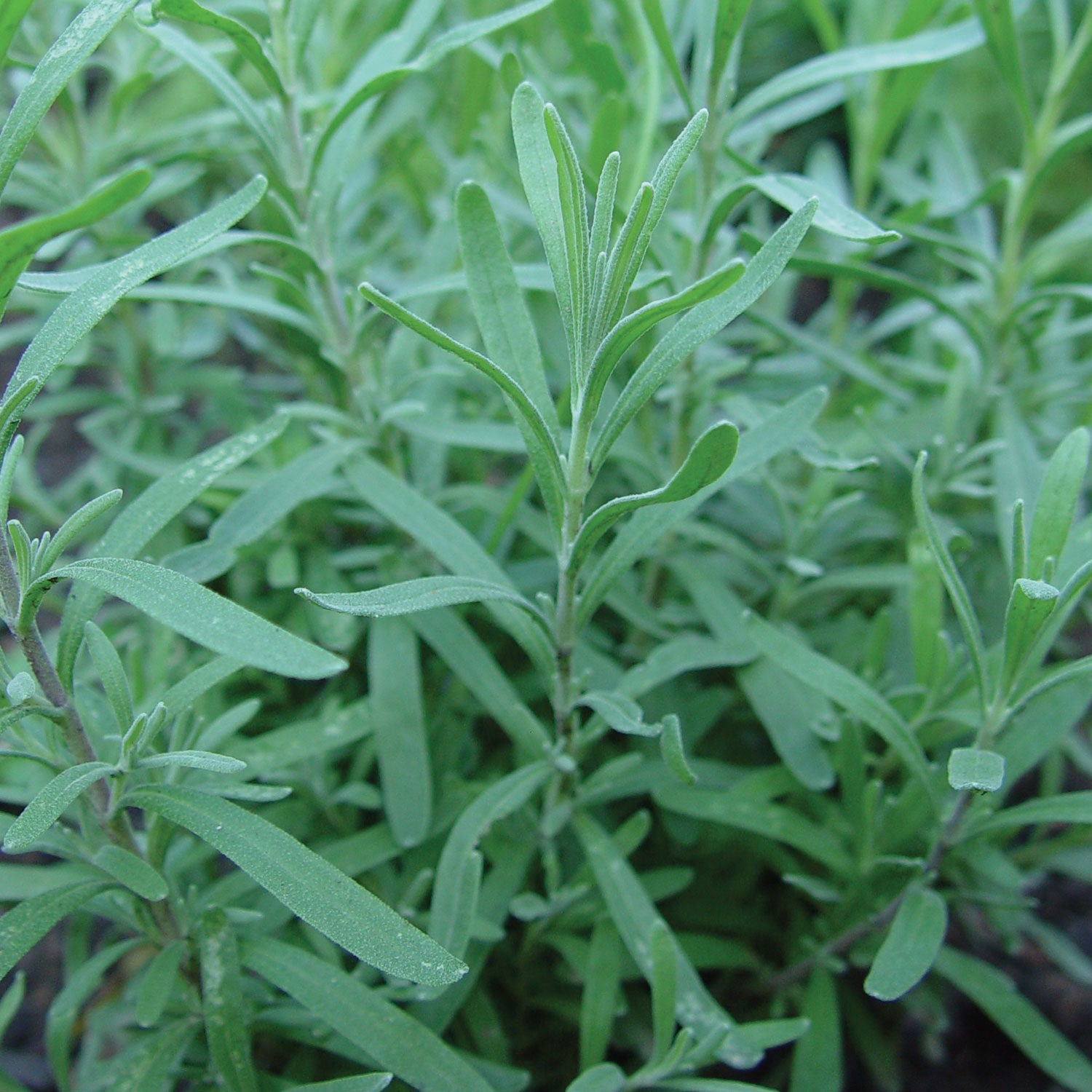 Russian Tarragon Herb