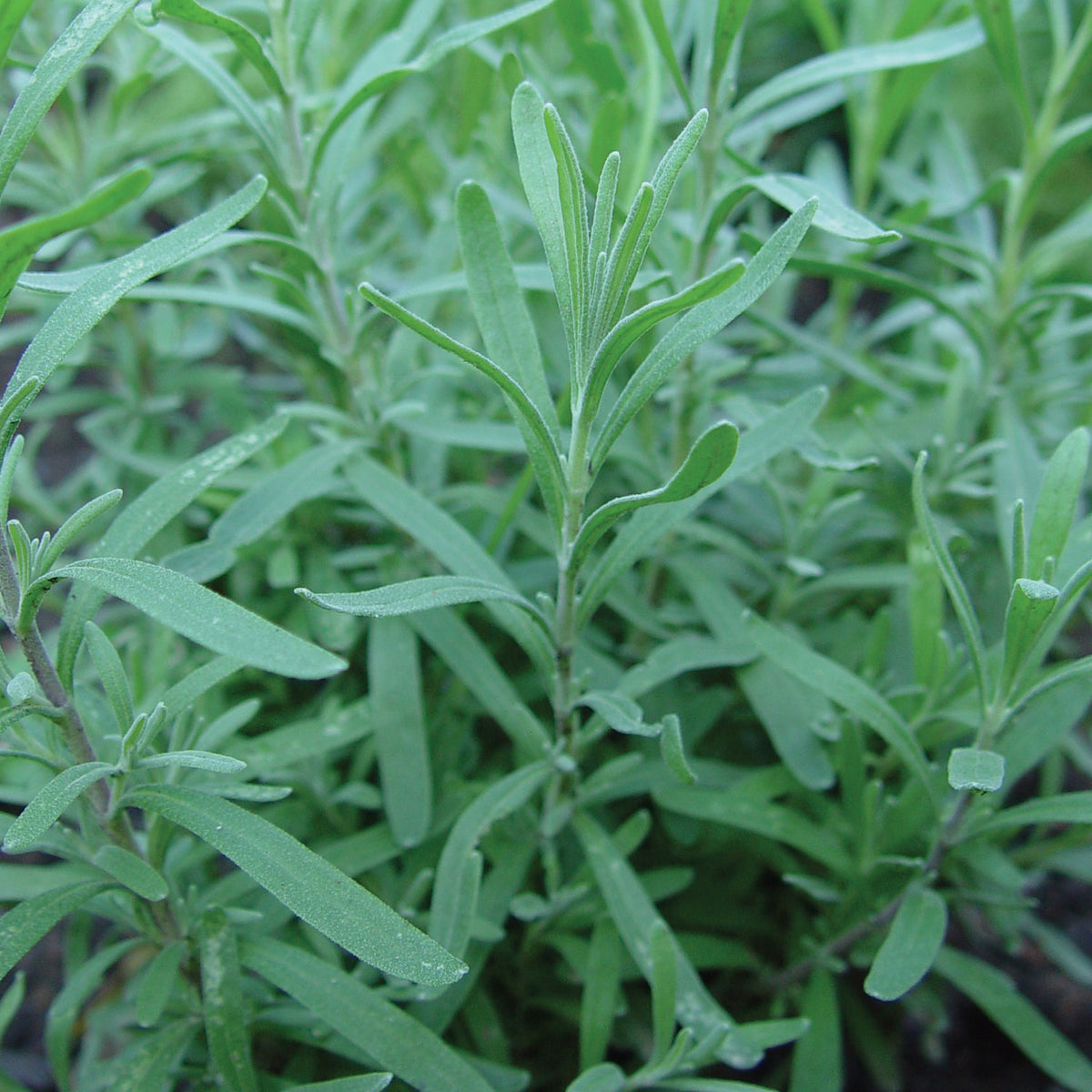 Russian Tarragon Herb