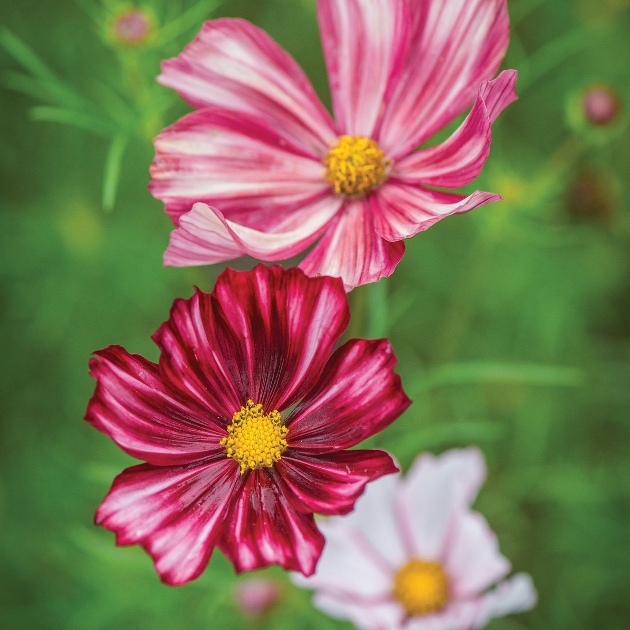 Velouette Cosmos