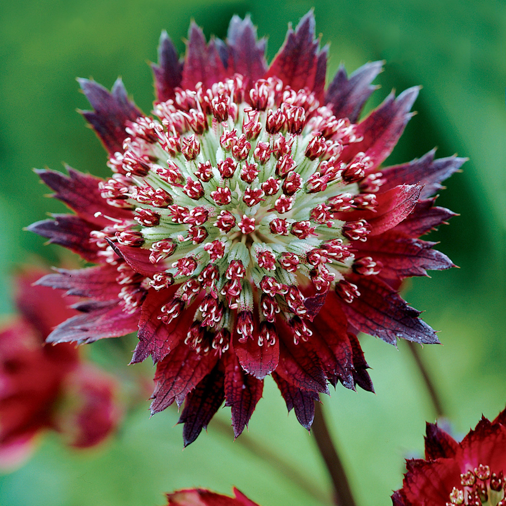 Moulin Rouge Astrantia Bare Root
