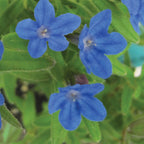 Grace Ward Lithodora