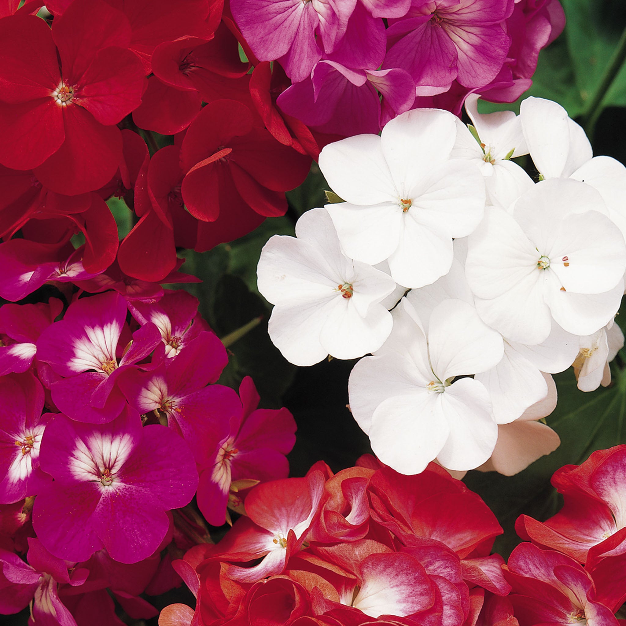 Border Mix Geranium