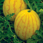 Red in Gold Watermelon