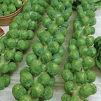 Green Gems Brussels Sprouts
