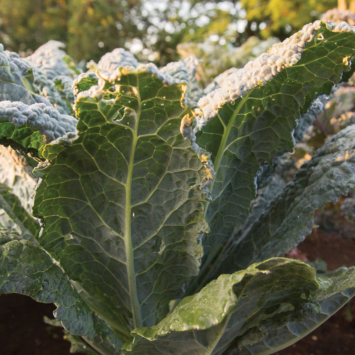 Black Magic Kale
