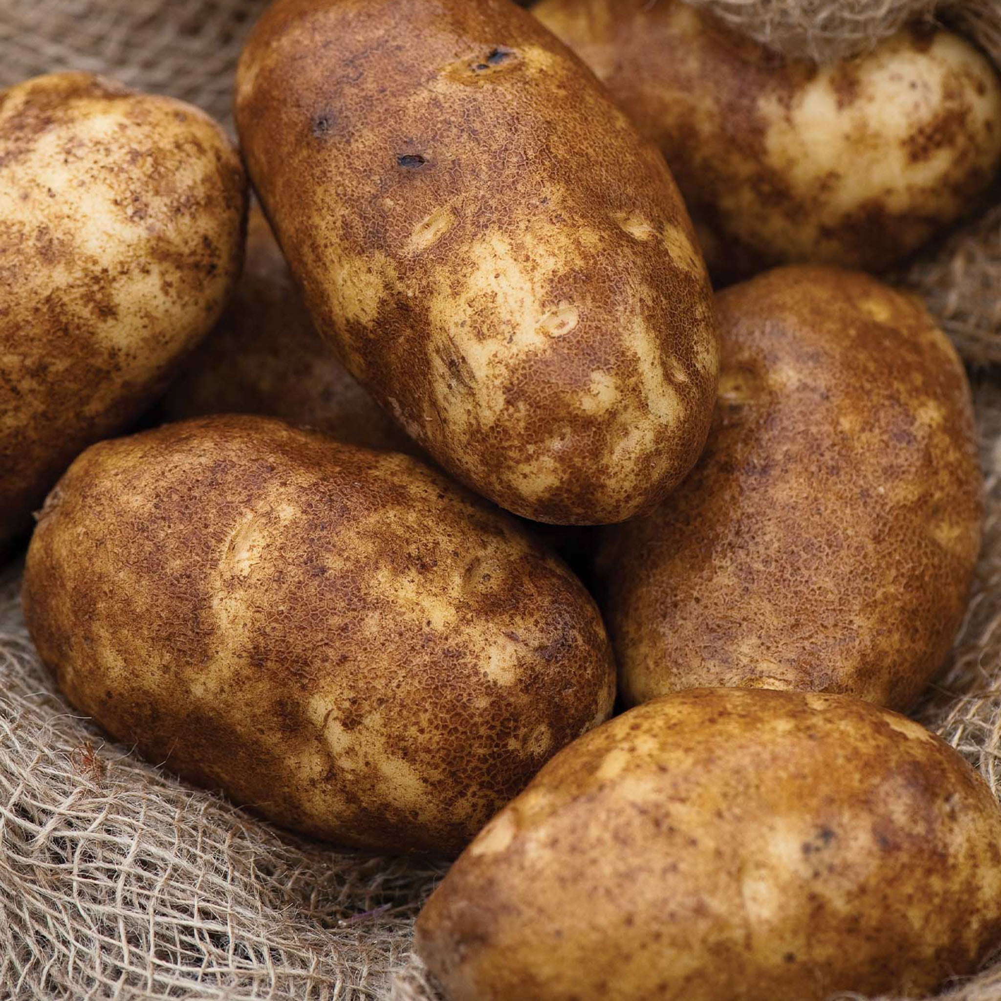 Russet Norkotah Potato Tubers