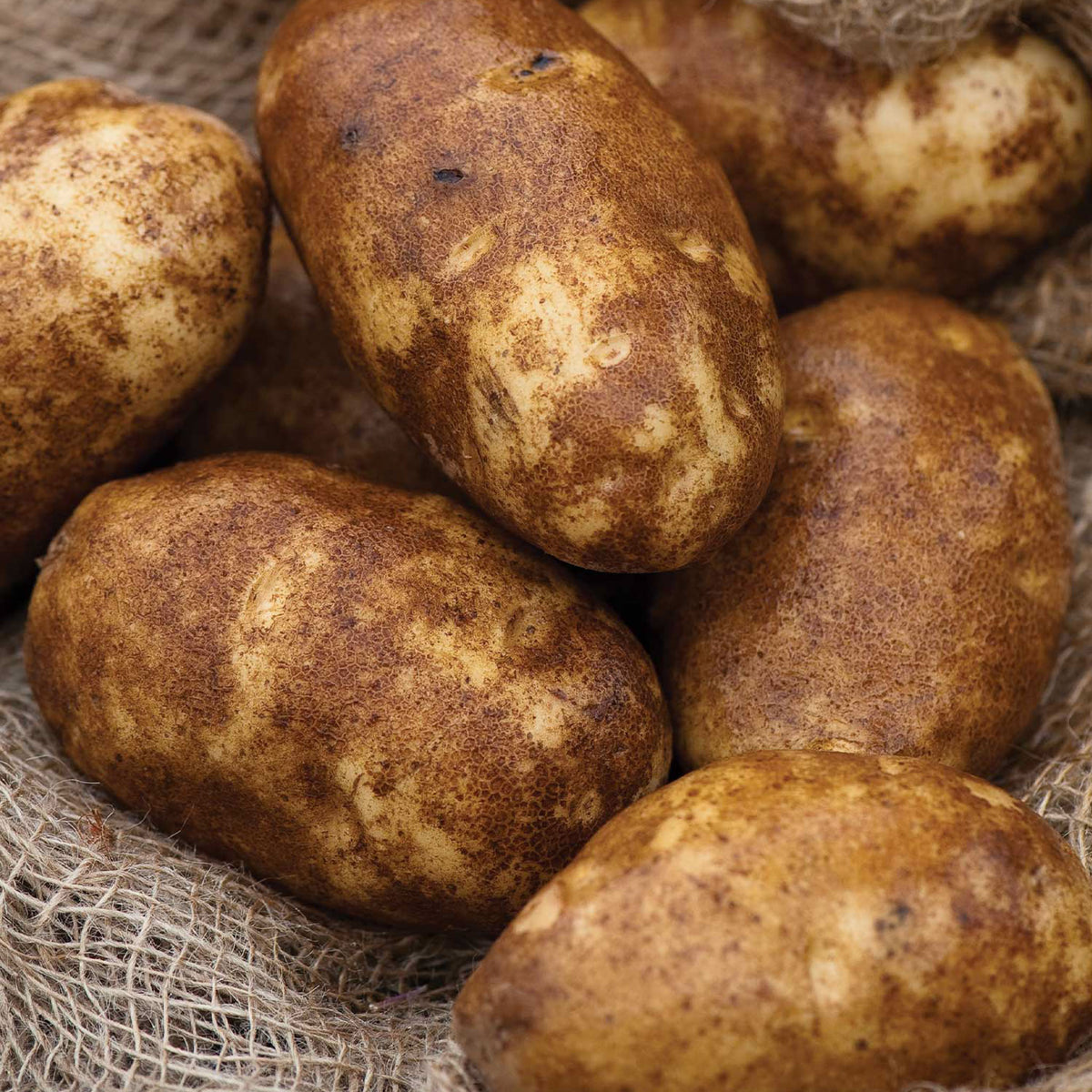 Russet Norkotah Potato Tubers
