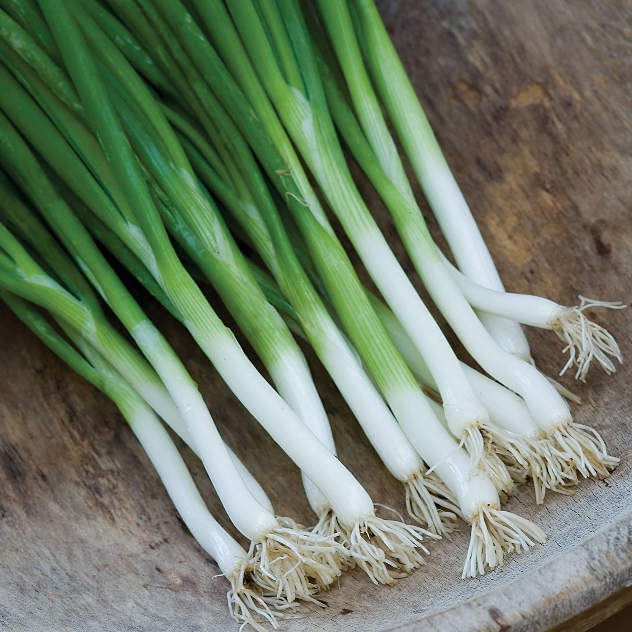 Parade Bunching Onion