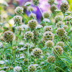 Paper Moon Scabiosa