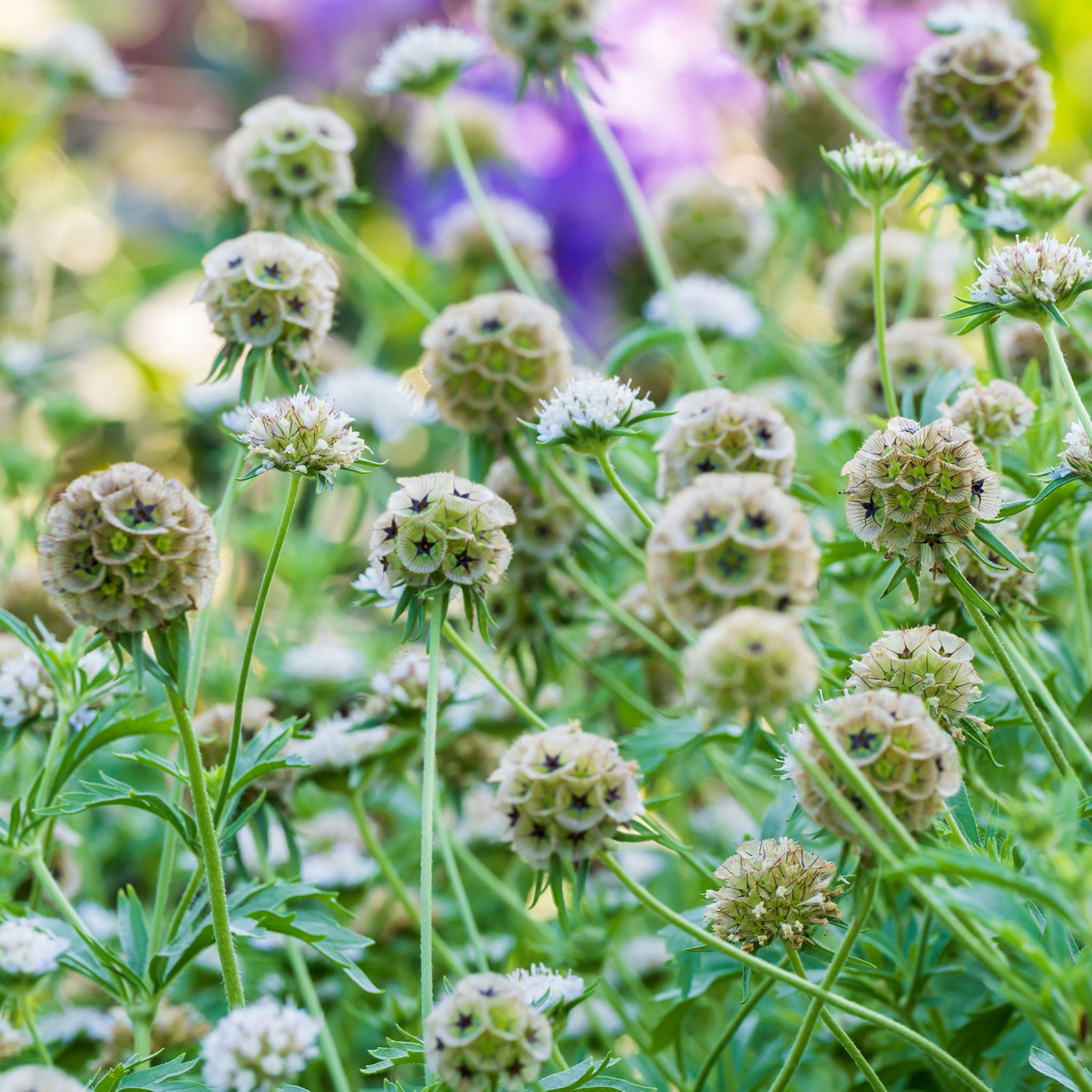 Paper Moon Scabiosa