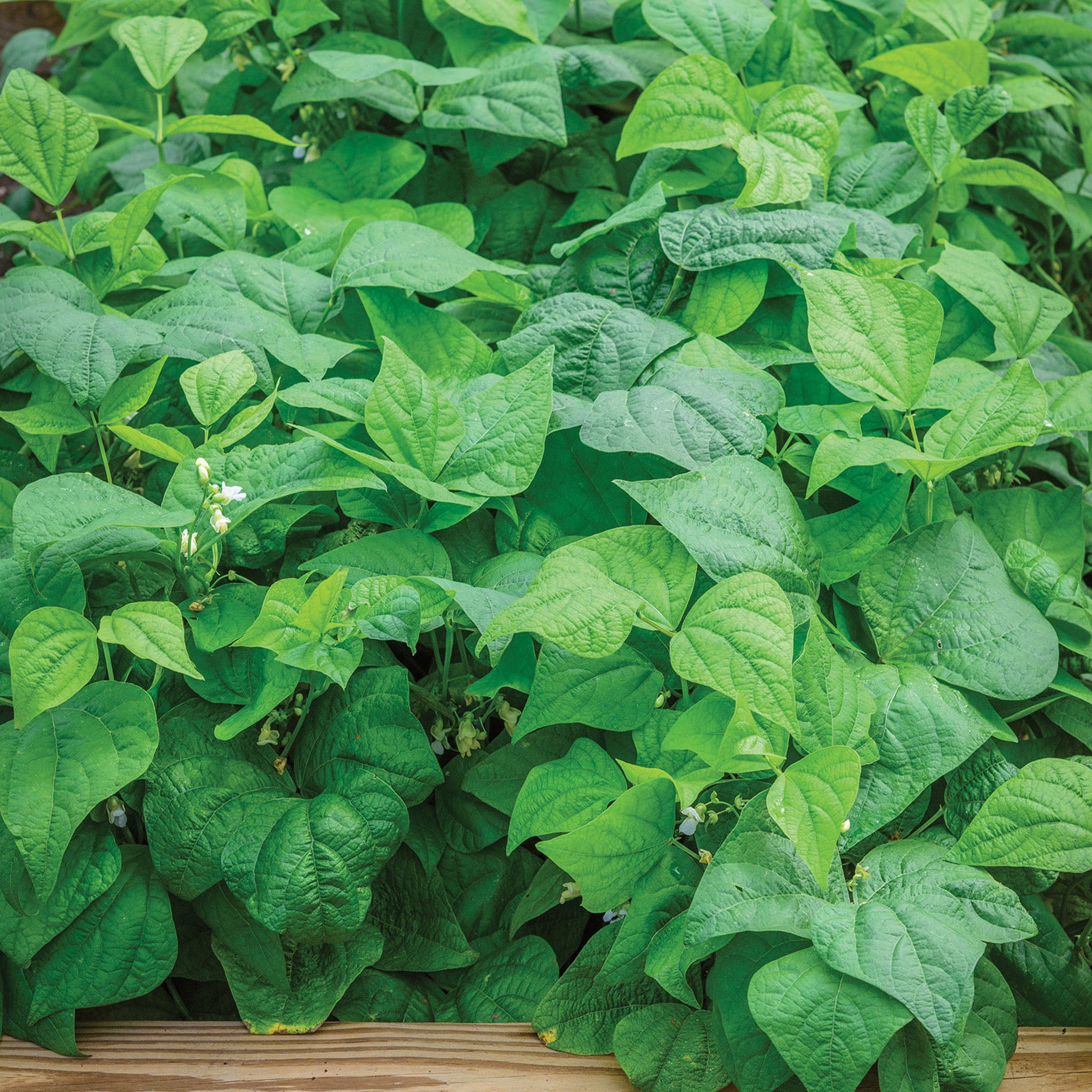 Desperado Bush Bean