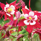 Origami Red & White Columbine