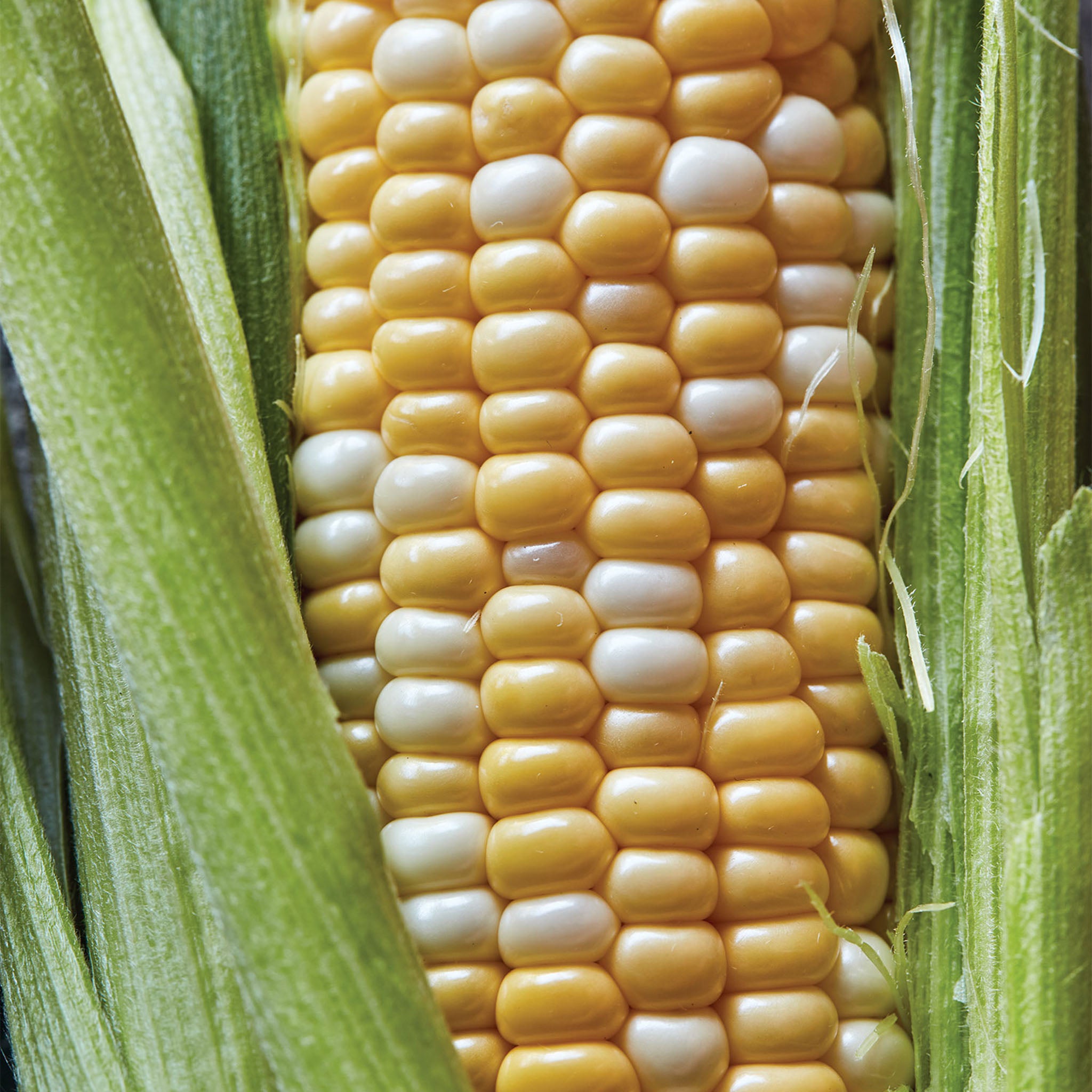 Ambrosia Corn