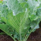 Georgia Collards
