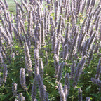 Blue Fortune Agastache