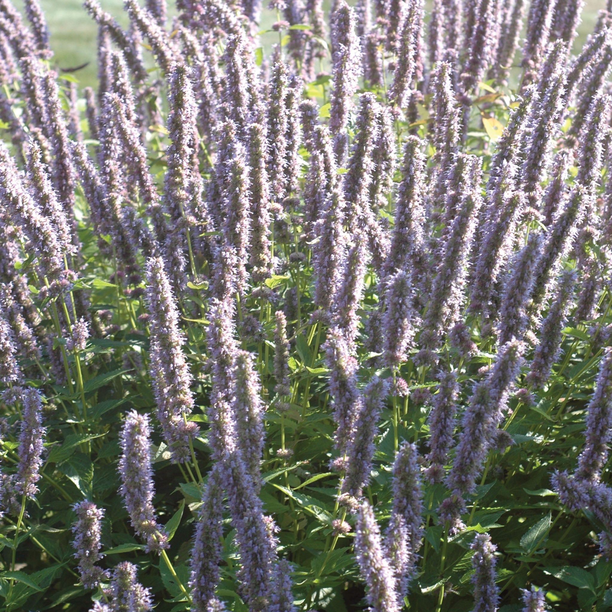 Blue Fortune Agastache