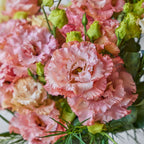 Light Apricot Lisianthus