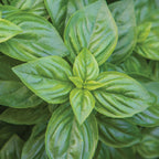 Emerald Towers Basil