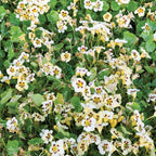 Troika Cream Nasturtium