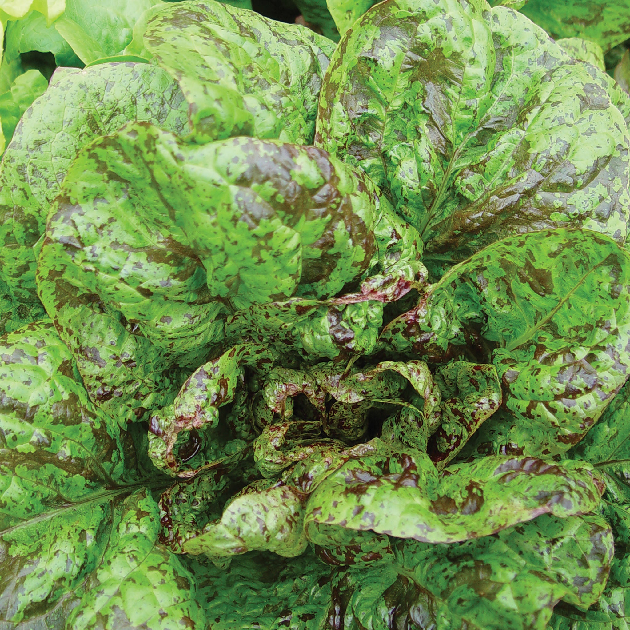 Forellenschluss Lettuce