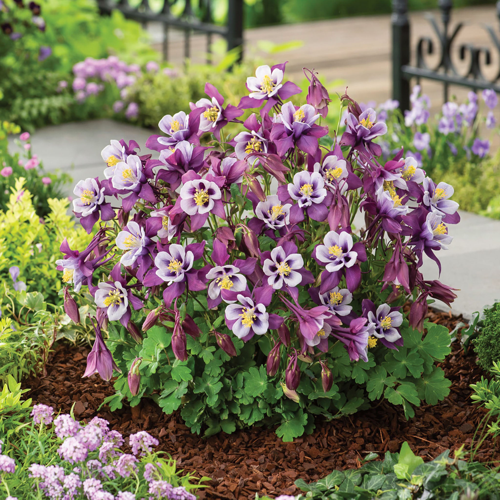 Early Bird Purple & White Columbine