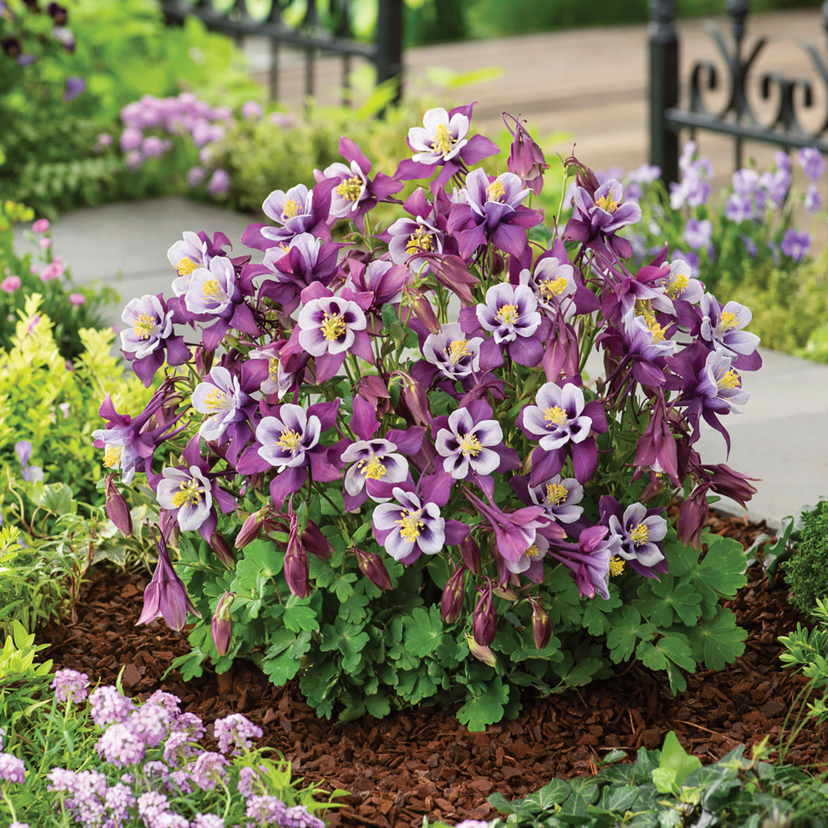 Early Bird Purple & White Columbine