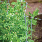 Pea And Cucumber Fence 2/Pack