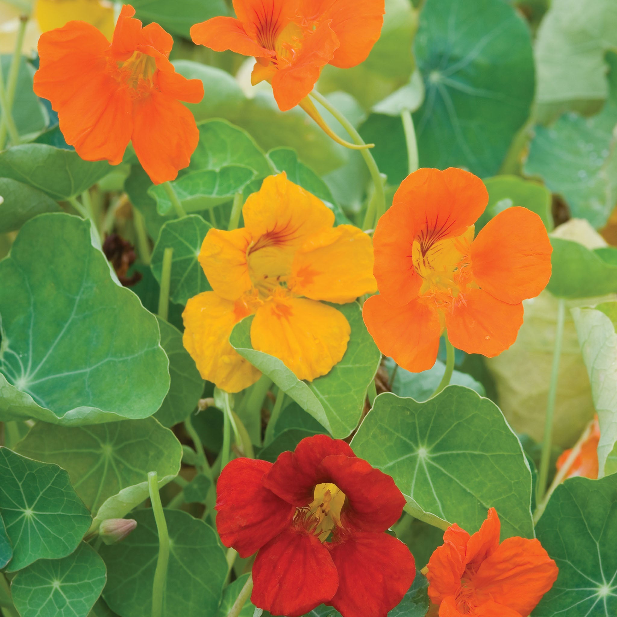 Double Gleam Mixed Colors Nasturtium