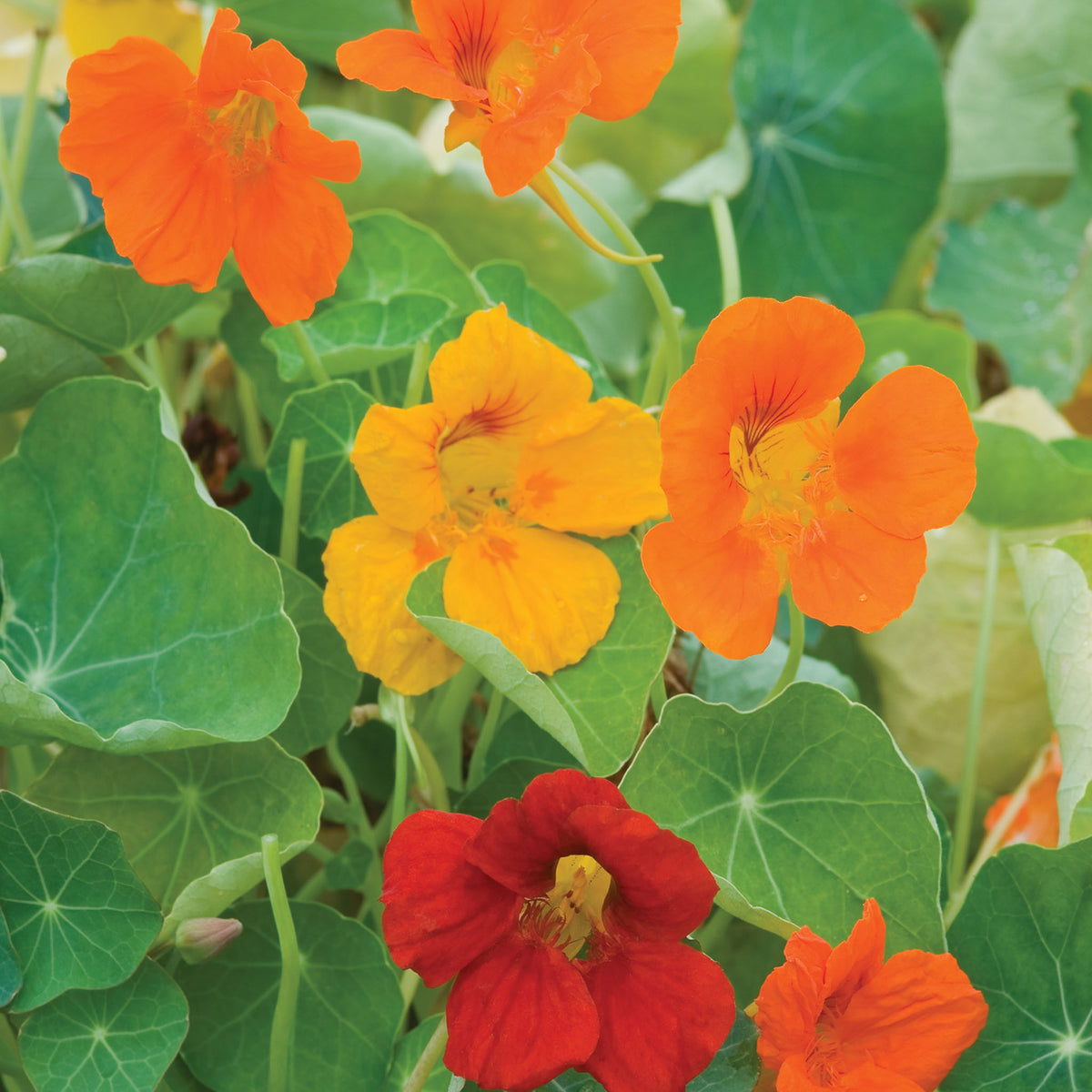 Double Gleam Mixed Colors Nasturtium