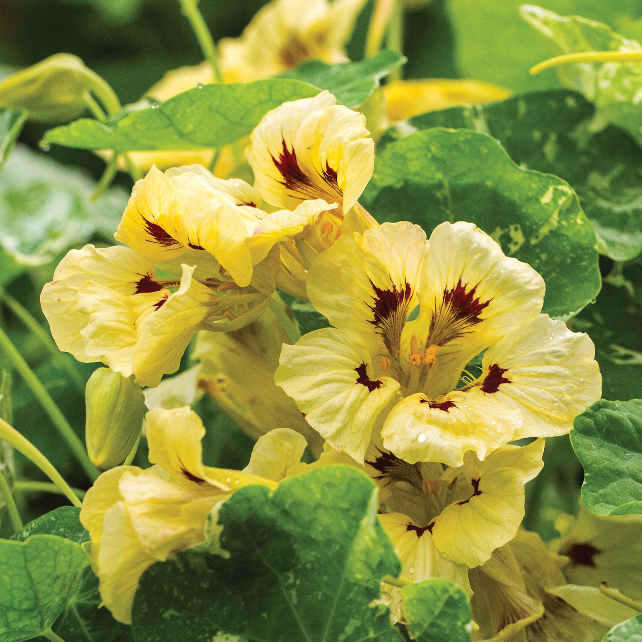 Troika Cream Nasturtium