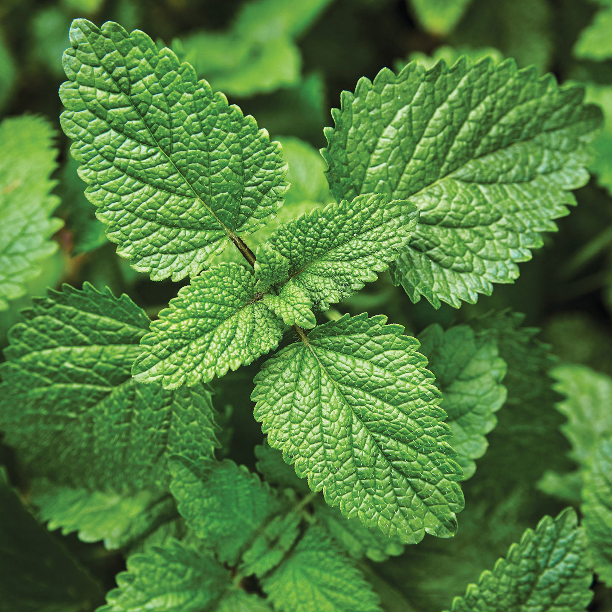 Lemon Balm