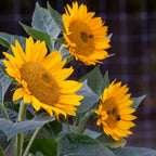 Van Glow Sunflower