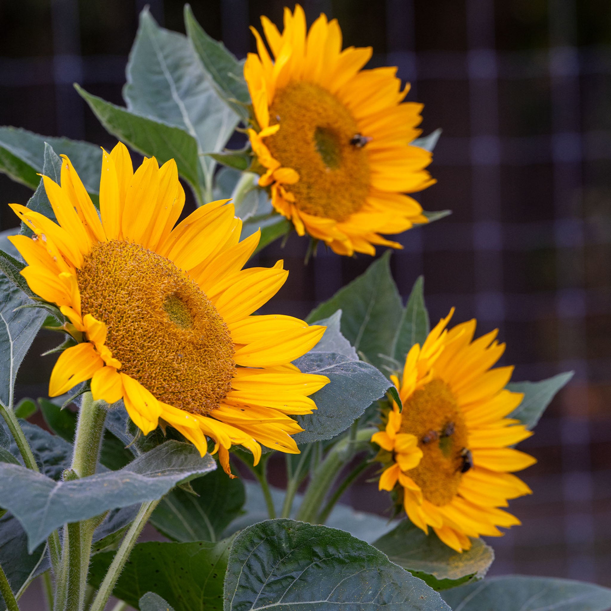 Van Glow Sunflower