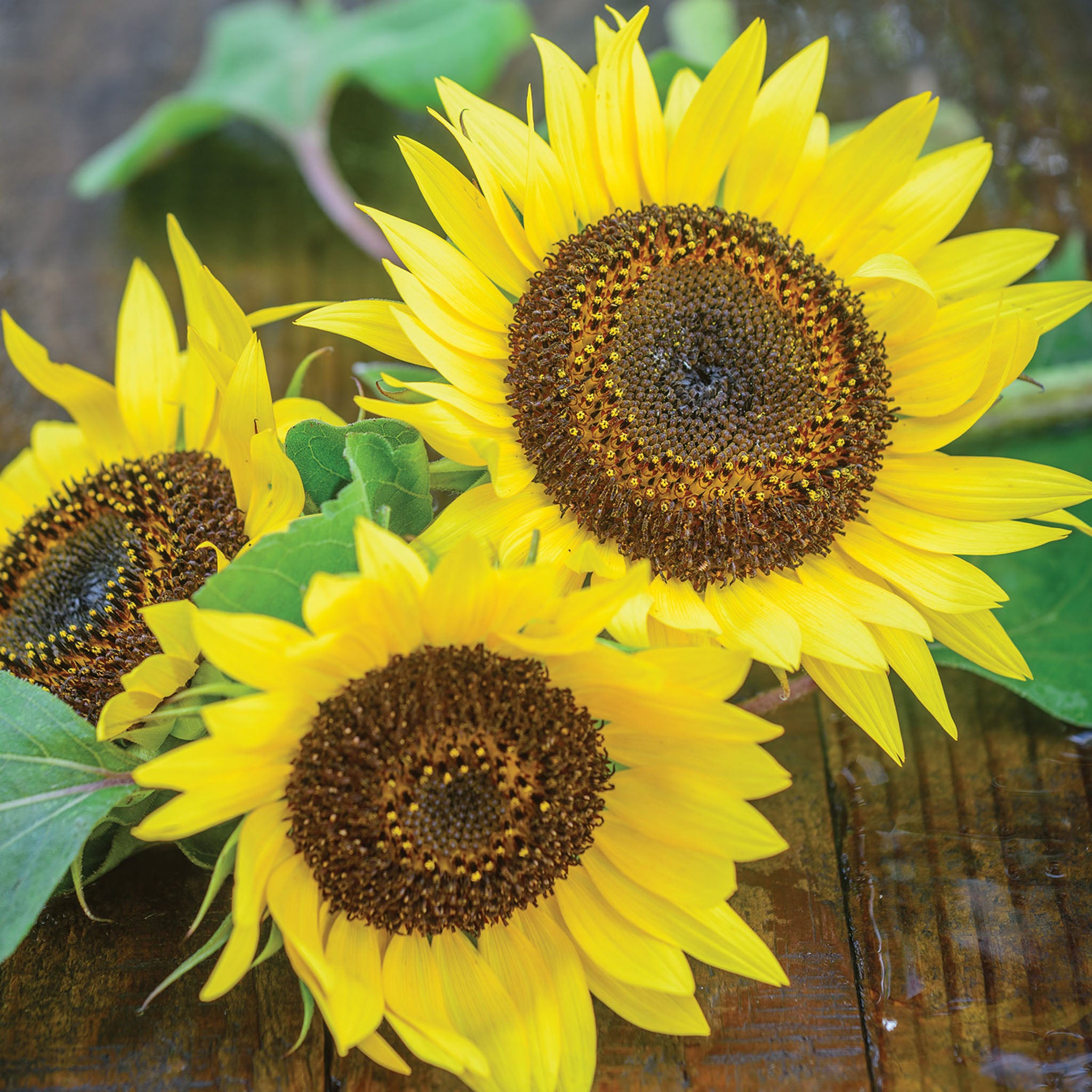 Busy Bee Sunflower