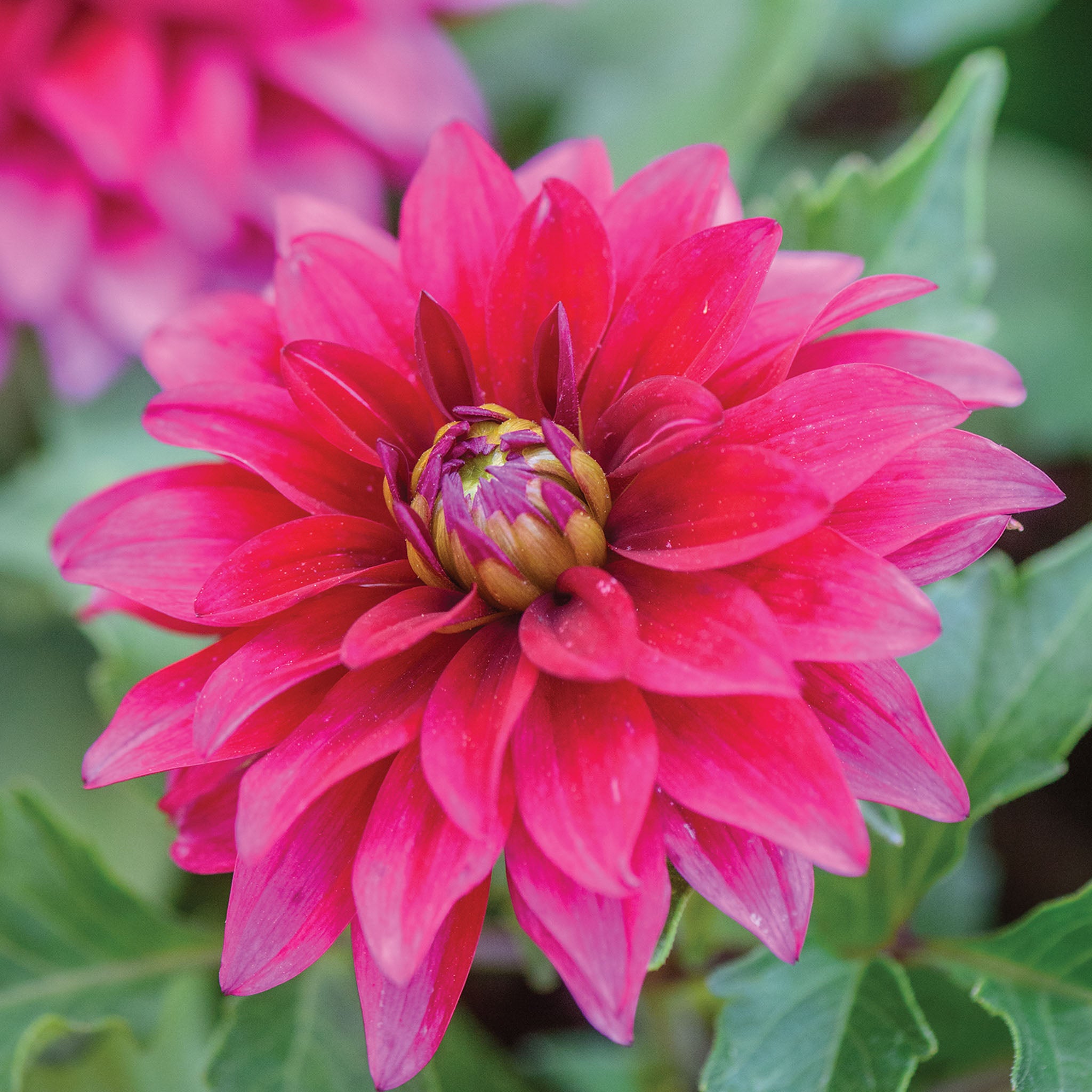 LaBella Maggiore Purple Dahlia