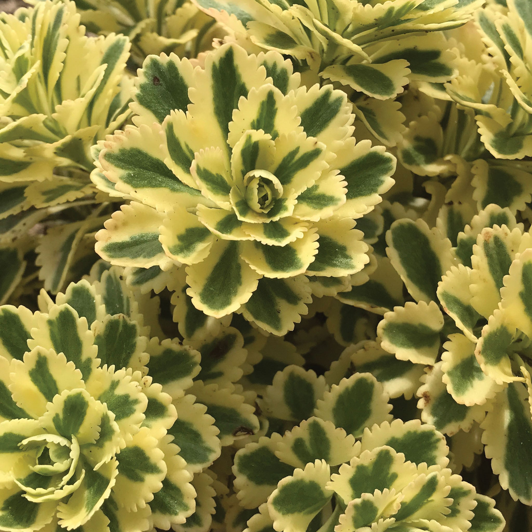 Atlantis Sedum