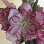 Stained Glass Hellebore