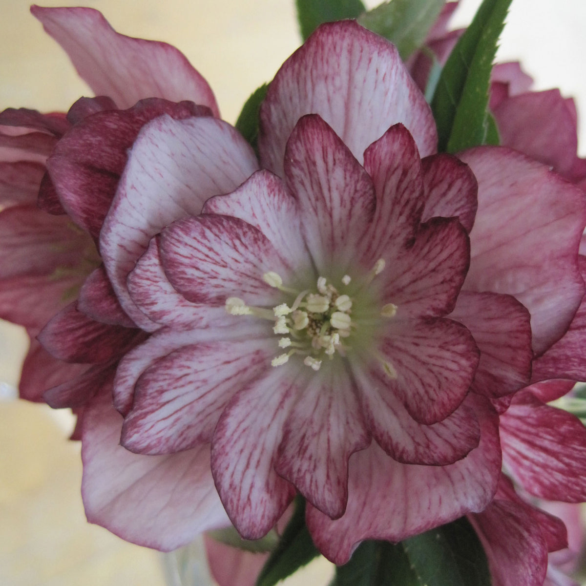Stained Glass Hellebore