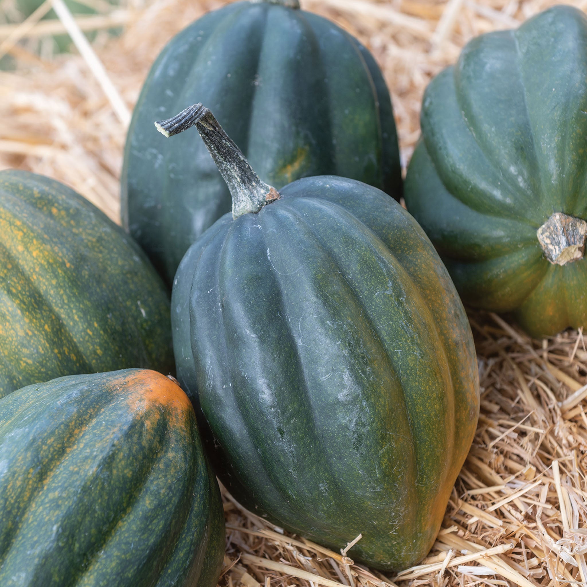 Acorn Table Queen Winter Squash