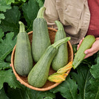 Tenderglow Summer Squash