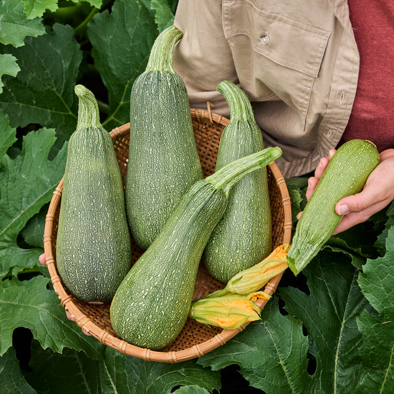 Tenderglow Summer Squash