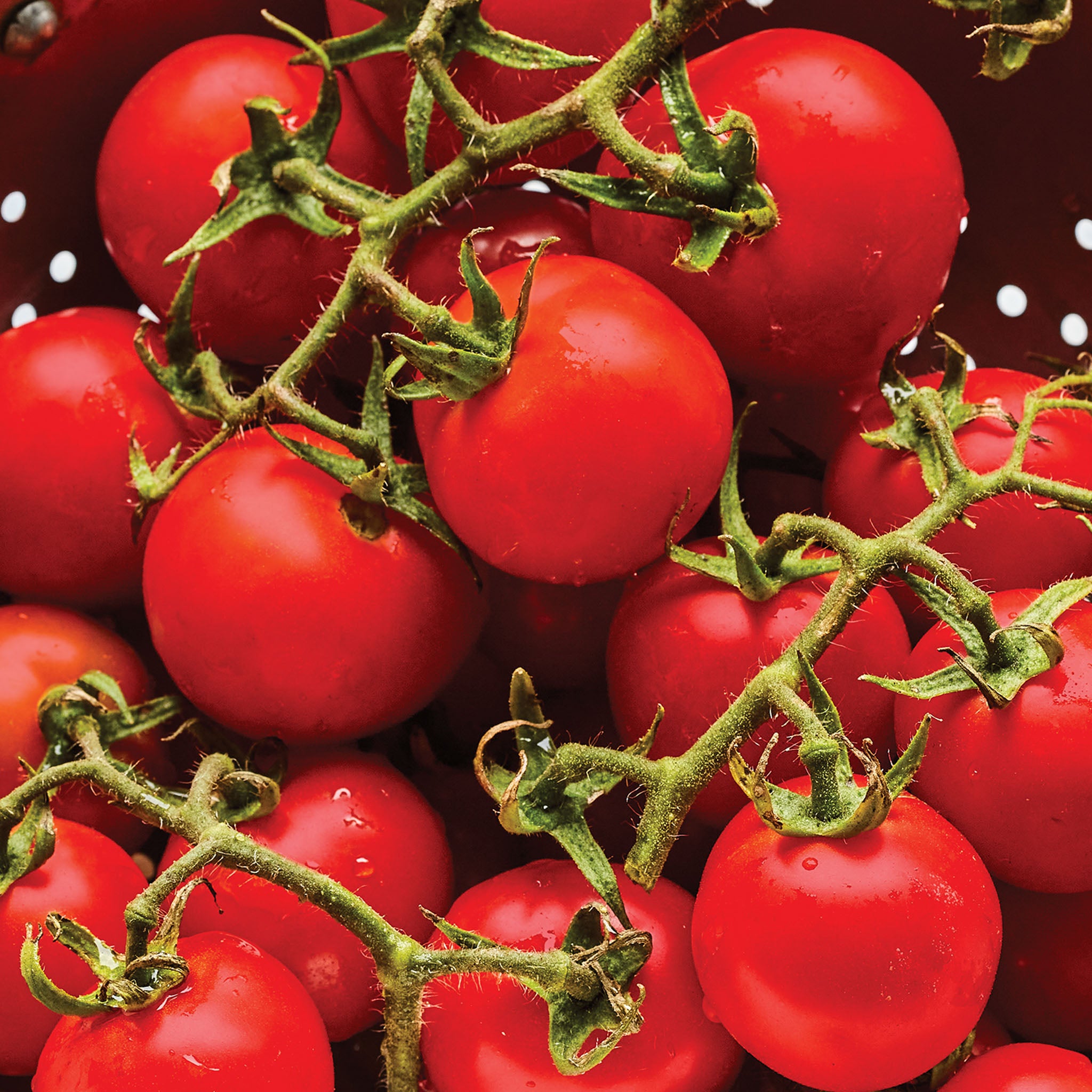 Gardeners Delight Tomato
