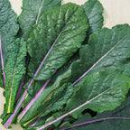 Dazzling Blue Kale