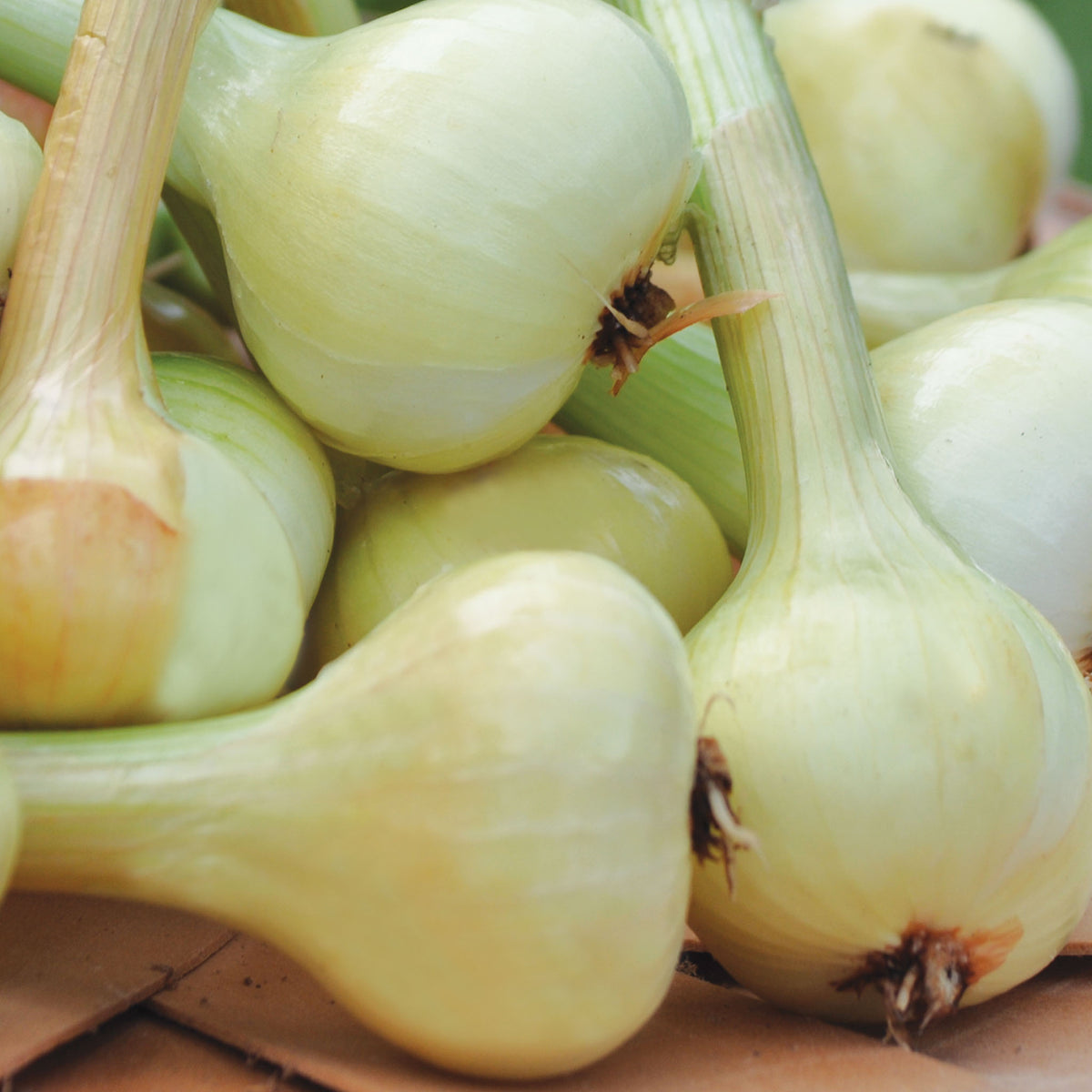 Dutch Yellow Shallots Bulbs