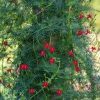 Red Cypress Vine